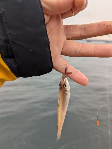 シロギスの釣果