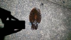 コウイカの釣果