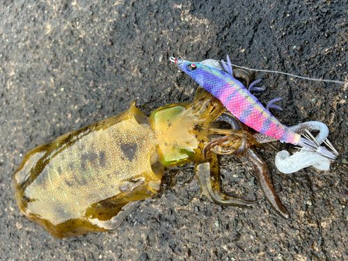 アオリイカの釣果