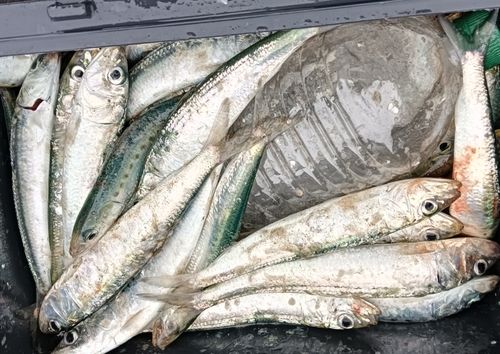 マイワシの釣果