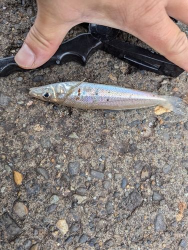 シロギスの釣果