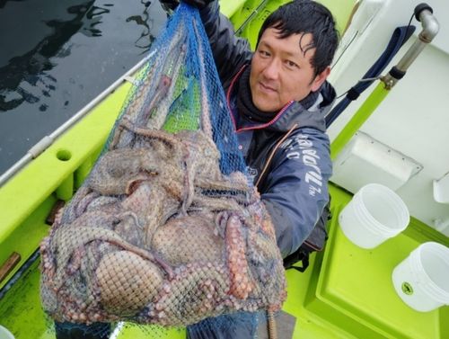 マダコの釣果