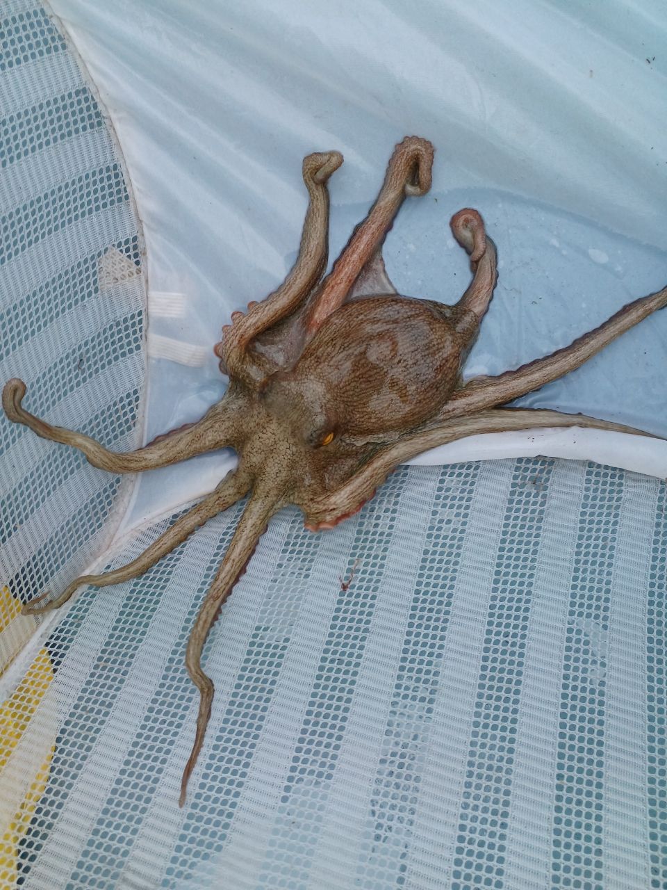 アングラ～たつさんの釣果 1枚目の画像