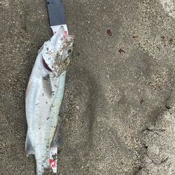 セイゴ（マルスズキ）