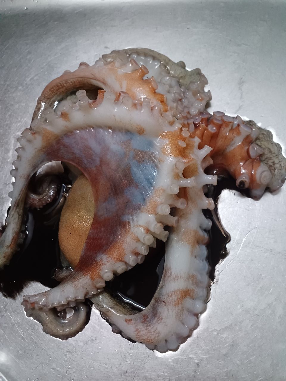 アングラ～たつさんの釣果 1枚目の画像