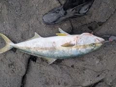 ヒラマサの釣果