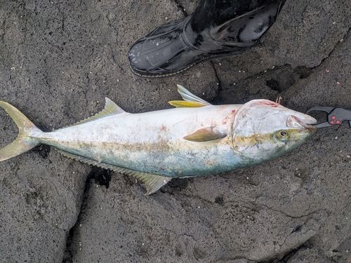 ヒラマサの釣果