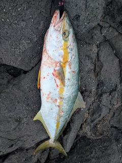 ヒラマサの釣果