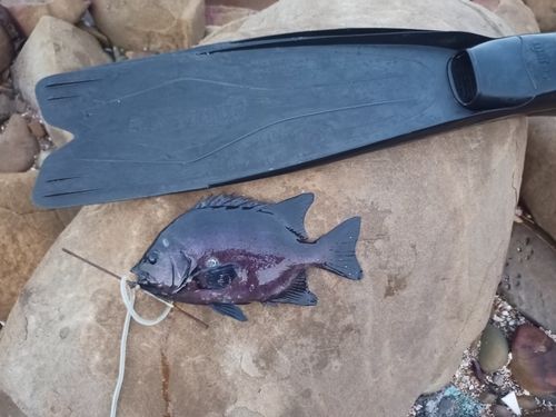 イシダイの釣果