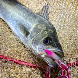 フッコ（マルスズキ）