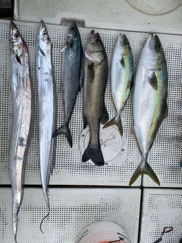 タチウオの釣果