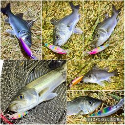 セイゴ（マルスズキ）