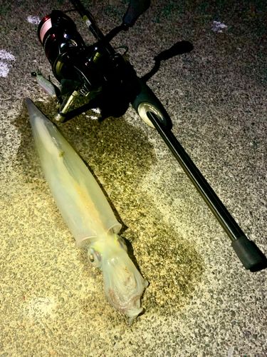 ヤリイカの釣果