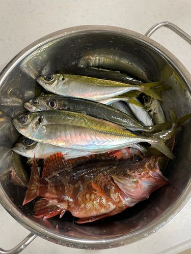アジの釣果