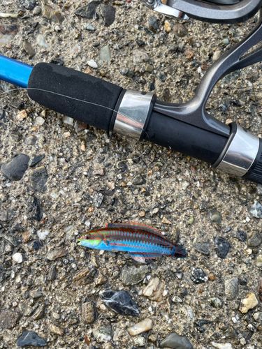 ニシキベラの釣果