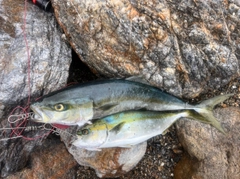 ヤズの釣果