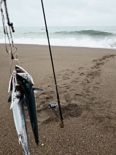 サゴシの釣果