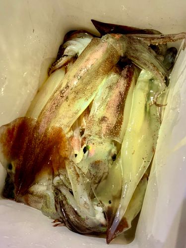 三陸海岸（岩手）