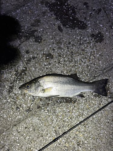 下田港（伊豆半島）