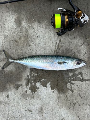 ゴマサバの釣果