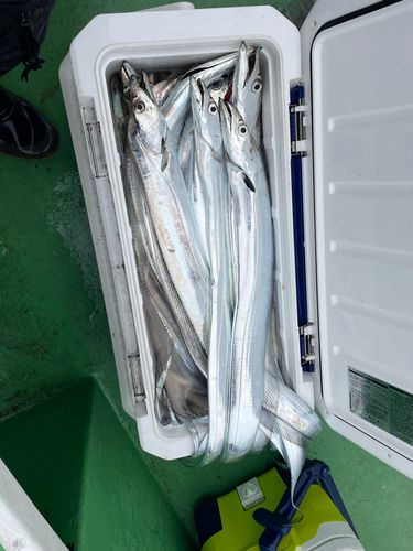 タチウオの釣果