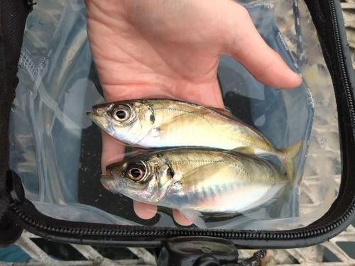 マアジの釣果