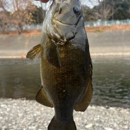 スモールマウスバス