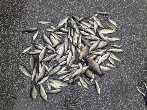 ブラックバスの釣果