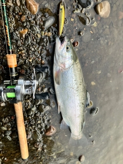 ニジマスの釣果
