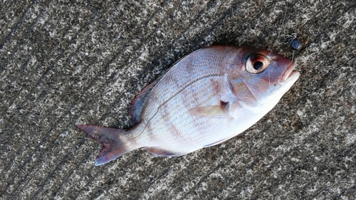 チャリコの釣果