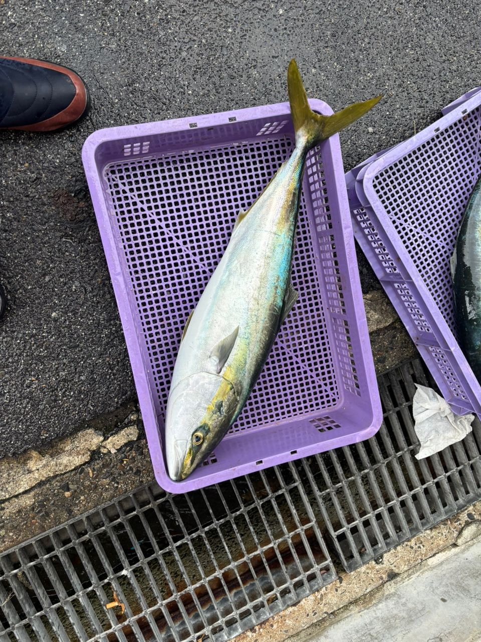 ニャンコっち🐈さんの釣果 1枚目の画像