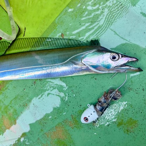 タチウオの釣果