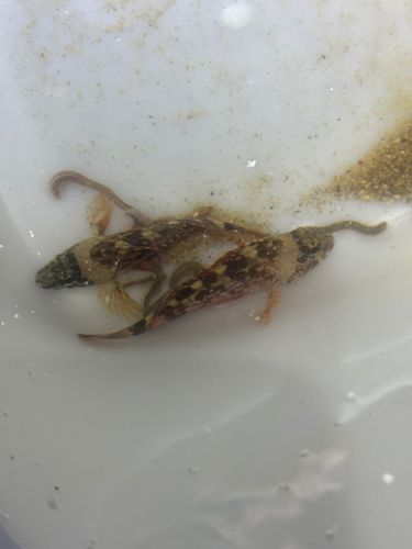 田之浦港（倉敷）