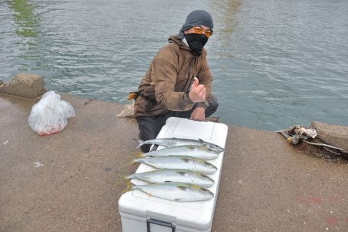 ハマチの釣果