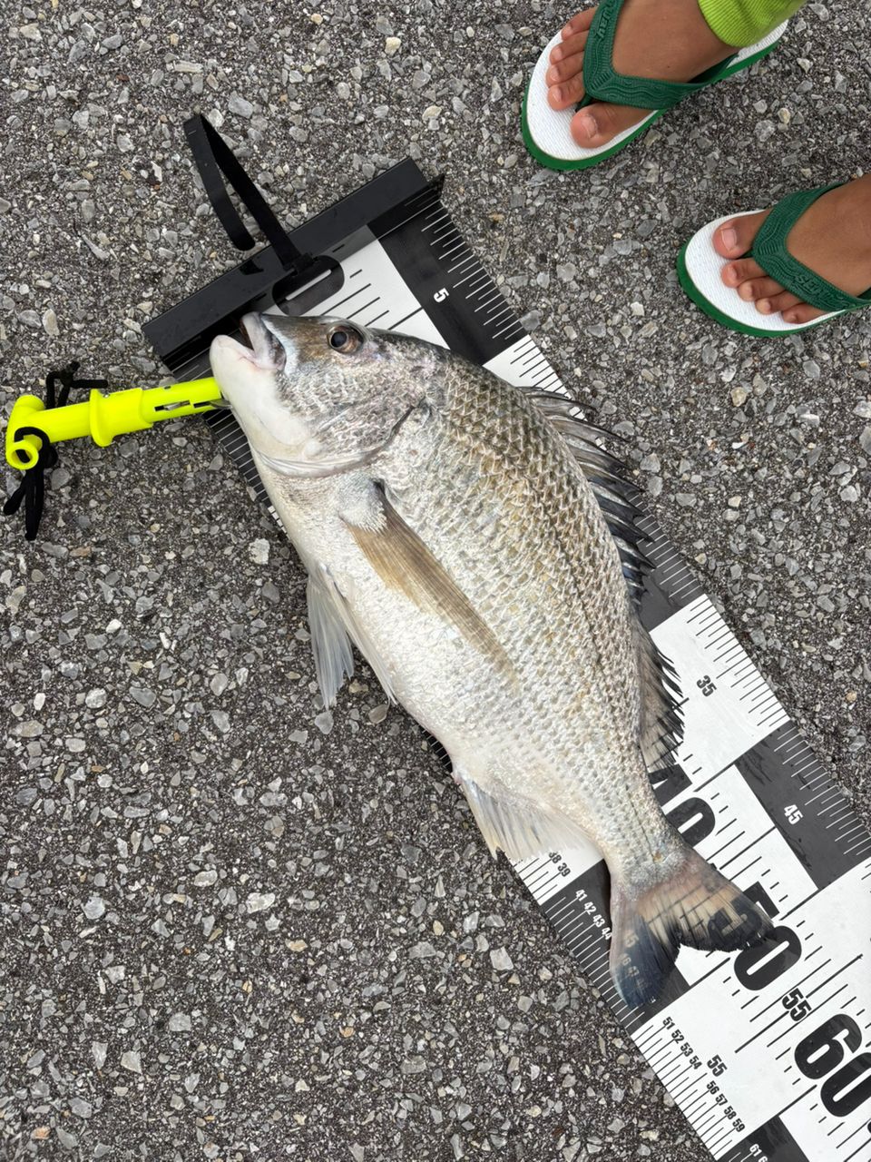 SHIMANO 19スコーピオン 2831R-2の最安値・インプレ・釣果 | 本音の