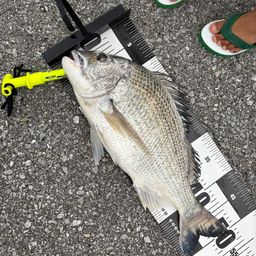 オキナワキチヌ