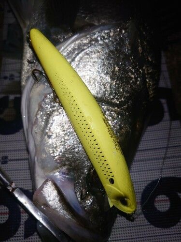 シーバスの釣果