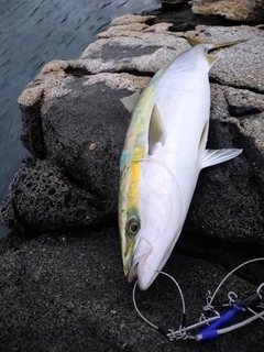 DAIWA 21セルテート SW 6000-XHの最安値・インプレ・釣果 | 本音の 