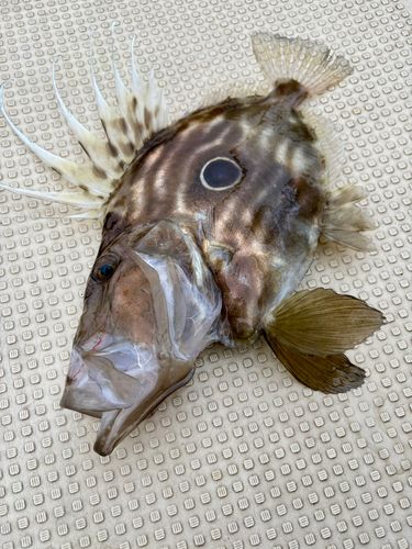 マトウダイの釣果