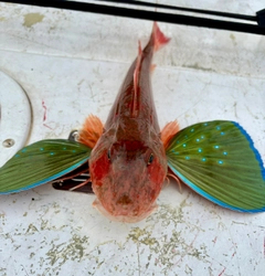 ホウボウの釣果