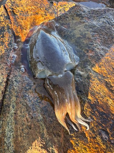 コウイカの釣果