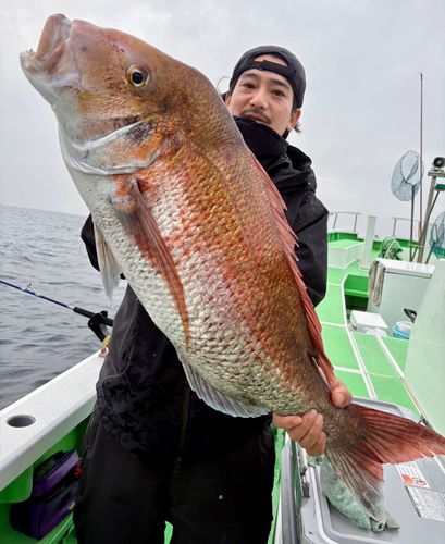 マダイの釣果