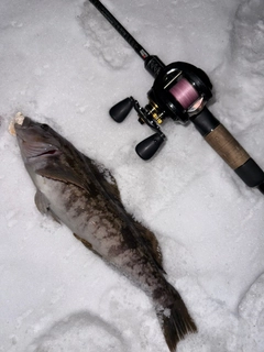 アイナメの釣果