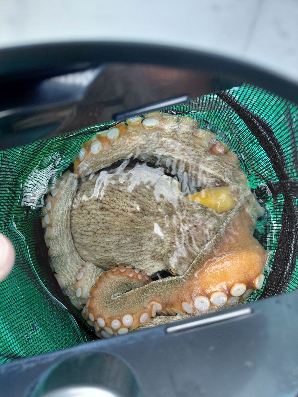 DAIWA 17メタリア エギタコ S-178の最安値・インプレ・釣果 | 本音の