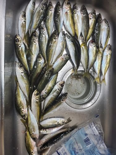 マアジの釣果