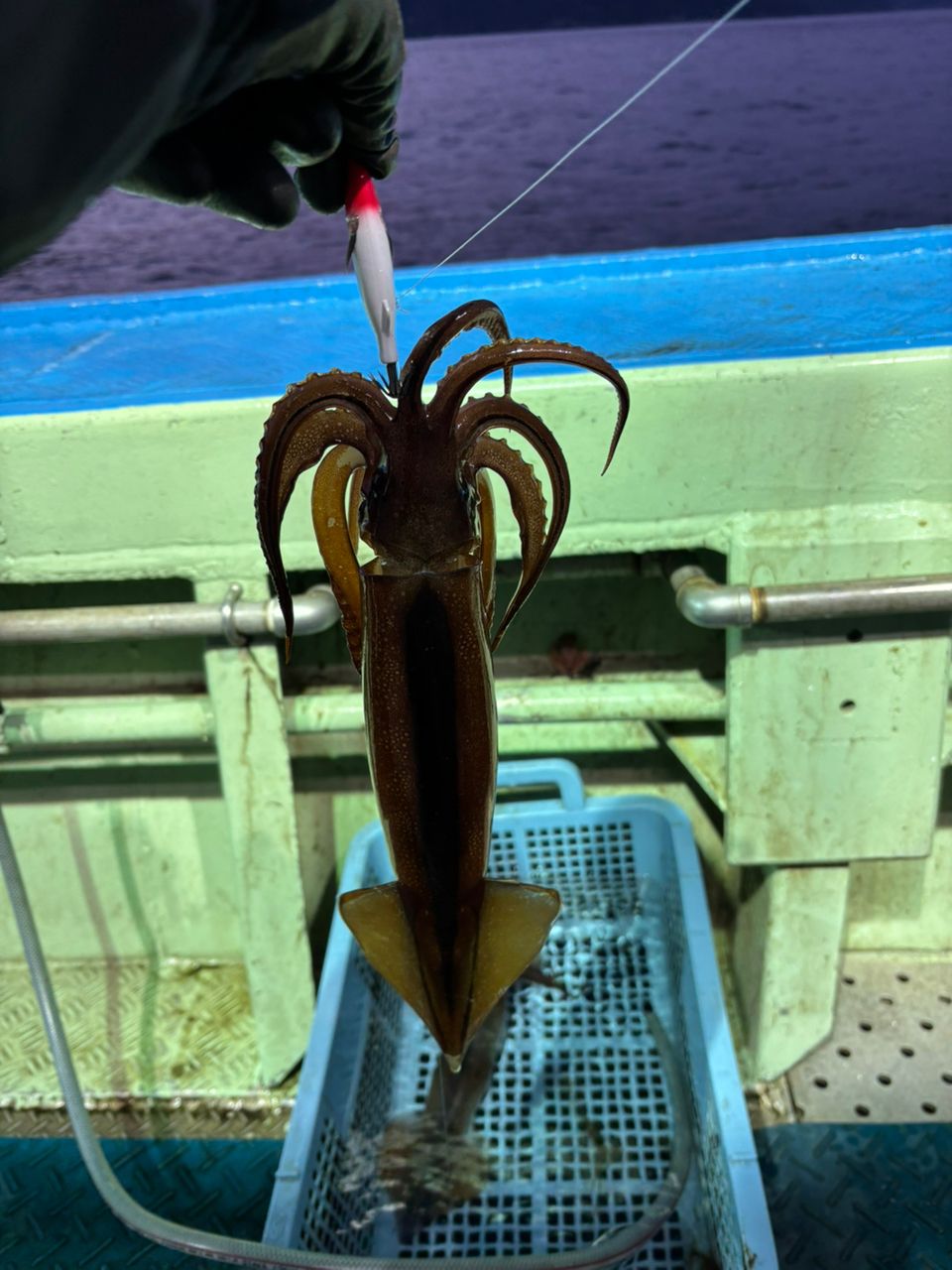 釣好三子(つりずきさんこ)さんの釣果 2枚目の画像