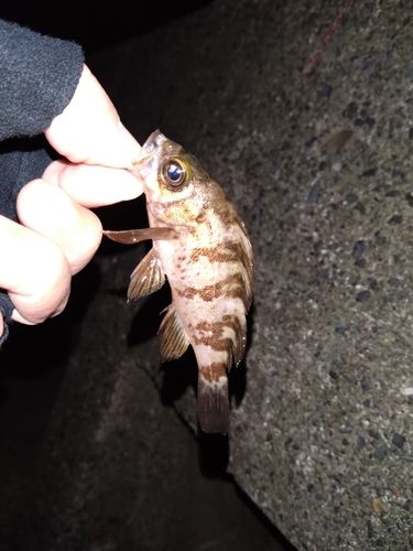 磯子海づり施設