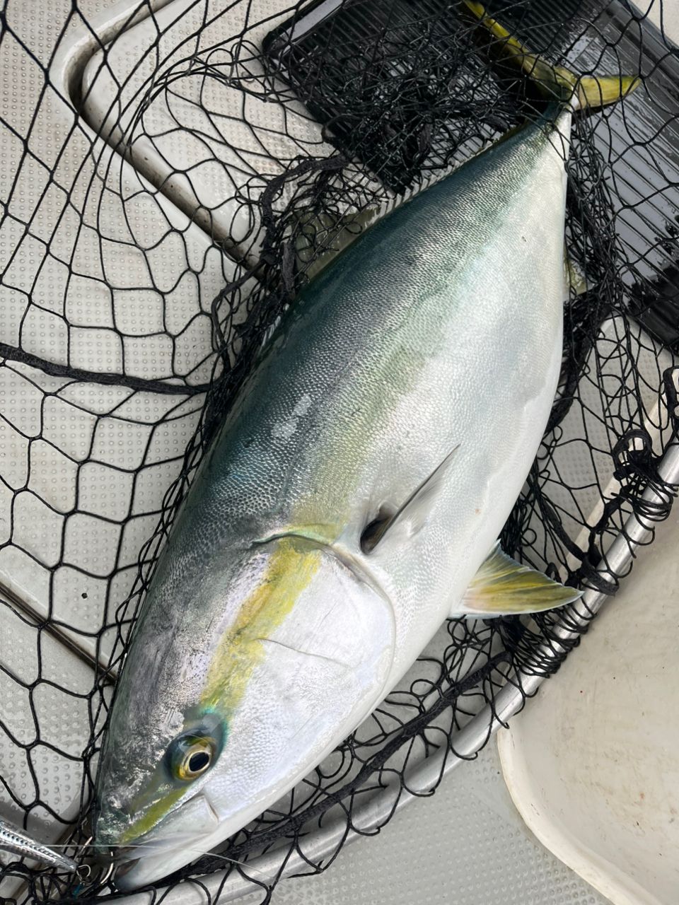 遊漁船 足立丸さんの釣果 2枚目の画像