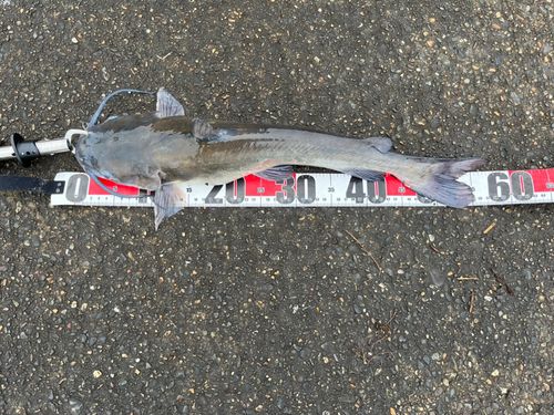 アメリカナマズの釣果