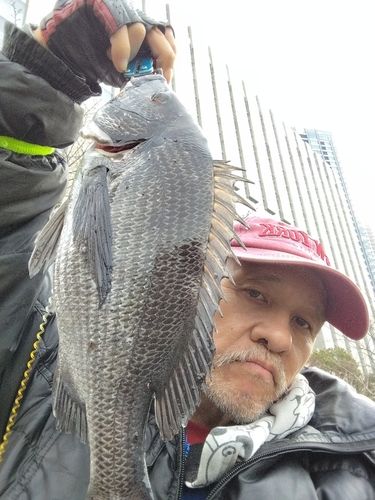 クロダイの釣果